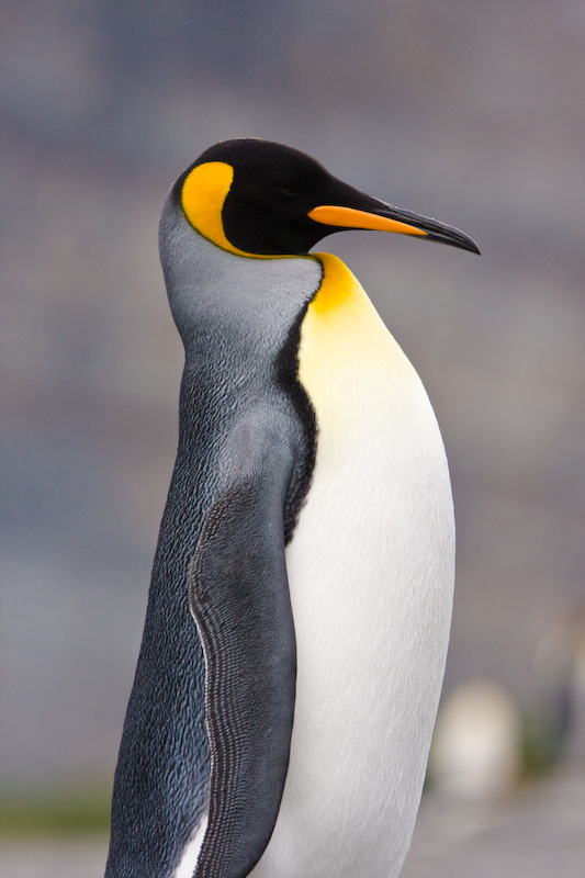 King Penguin